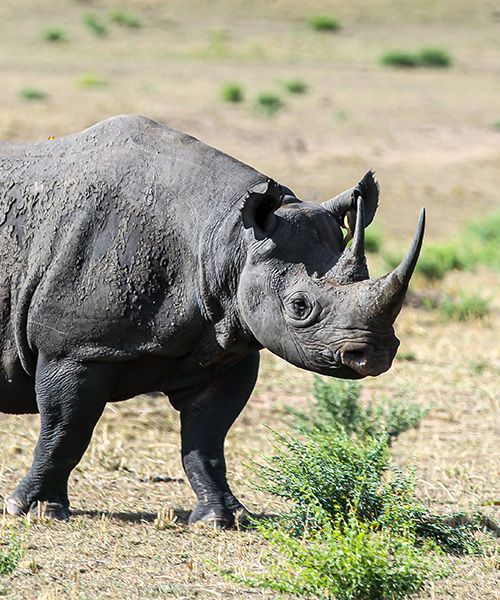 Alpine Trails Africa5 Days – Big 5 Group Safaris