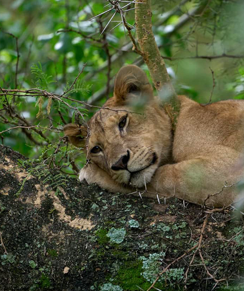 Alpine Trails AfricaEquipment & Camp Setup